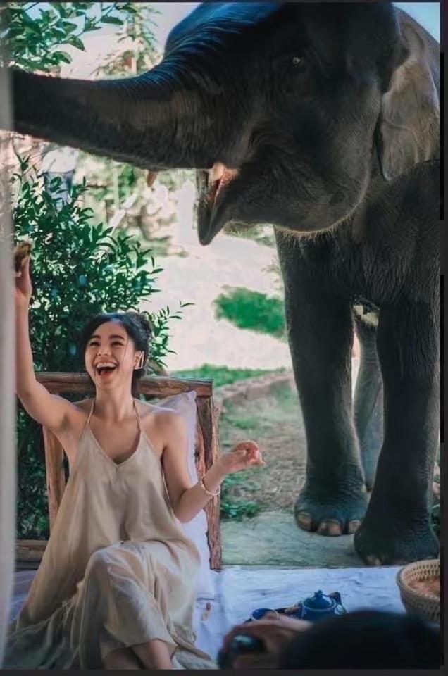 3 Pok Maewang Jinxiang Gold Elephant Park Mae Wang Exteriör bild