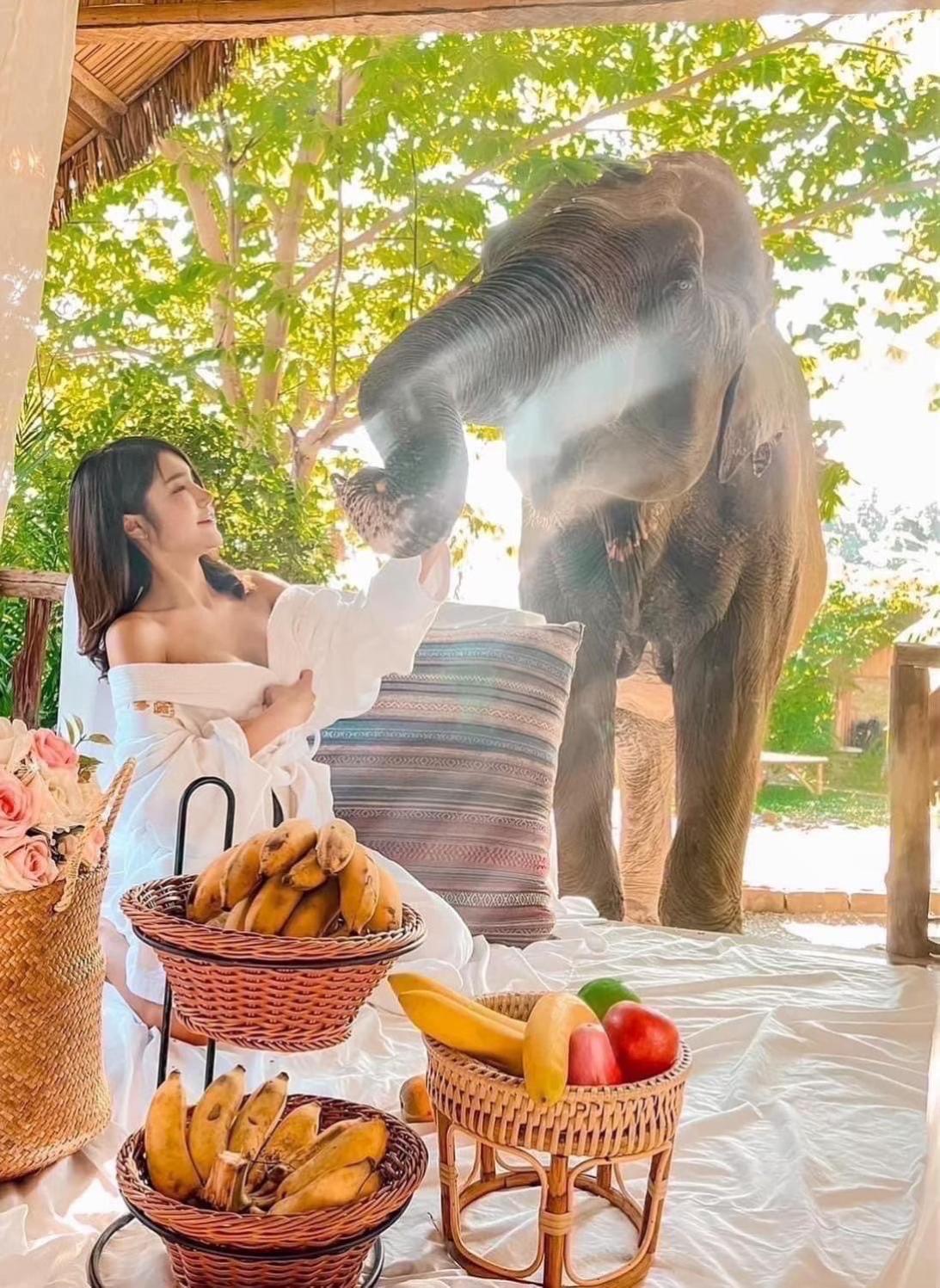 3 Pok Maewang Jinxiang Gold Elephant Park Mae Wang Exteriör bild