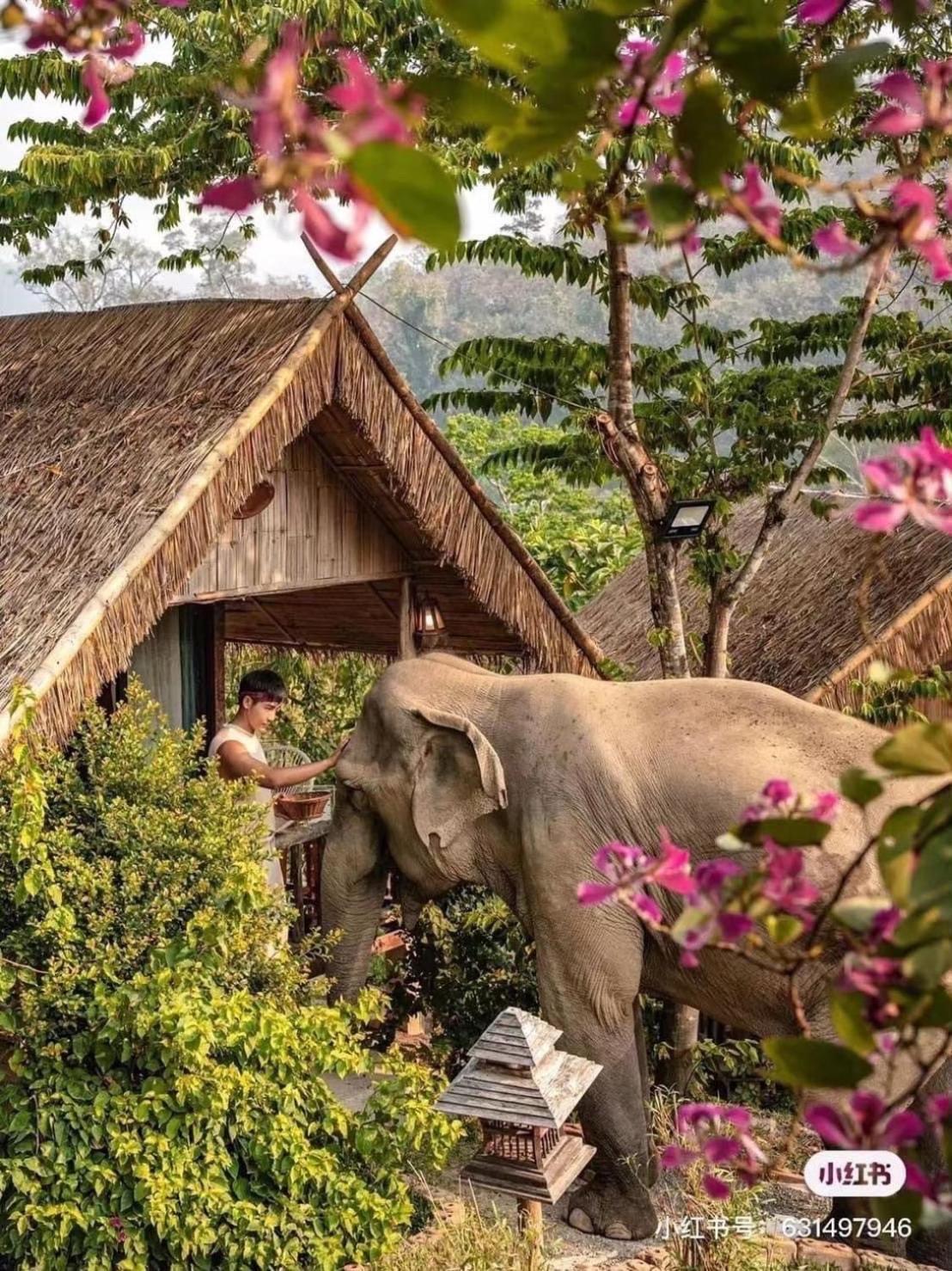3 Pok Maewang Jinxiang Gold Elephant Park Mae Wang Exteriör bild