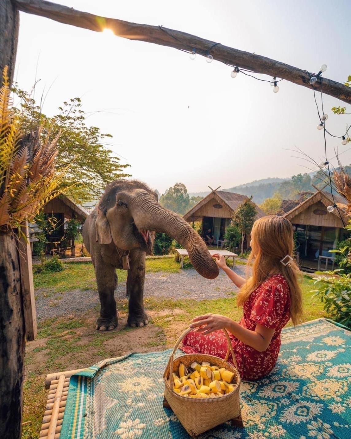 3 Pok Maewang Jinxiang Gold Elephant Park Mae Wang Exteriör bild